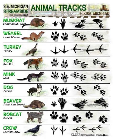 For Budding Biologists: Your First Steps into Track Identification