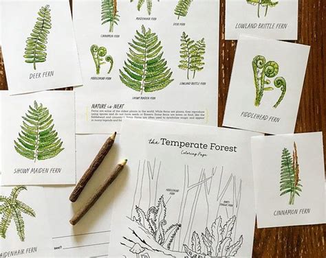 Forest Friends & Foliage Fun: Nature-Inspired Printables