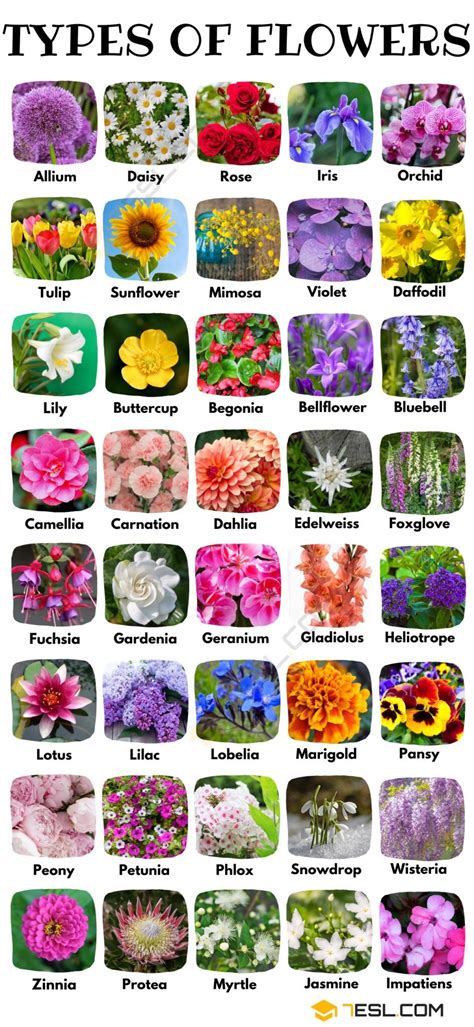 From Seed to Page: Discovering Specific Flower Types to Color