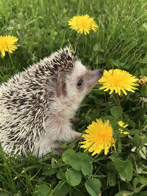 Furry Follies & Feathered Fun: Animal Antics & Critter Carnage