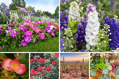 Garden Delights: A World of Diverse Flower Types