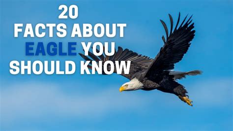 General Eagles Fun Facts & Deeper Dives