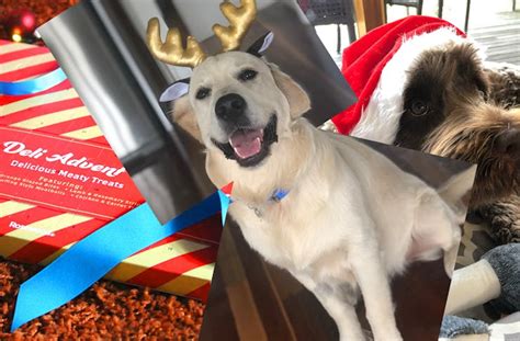 Giftable Doggos: Printable Presents for Pet Lovers