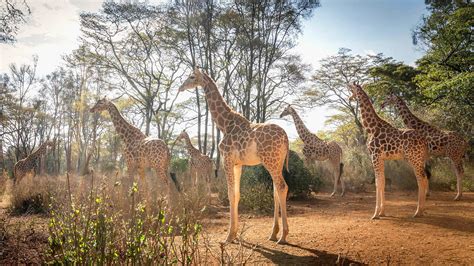 Giraffes in Their Natural Habitat: Safari Adventures Await
