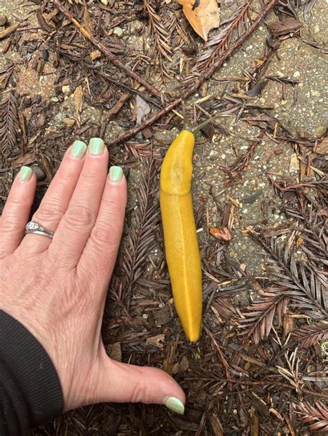 Go Forth and Bellow "Banana!"