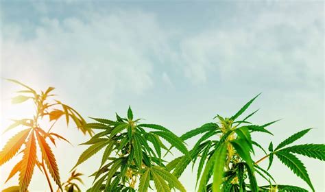 Hemp & Cannabis Culture: Celebrating the Plant