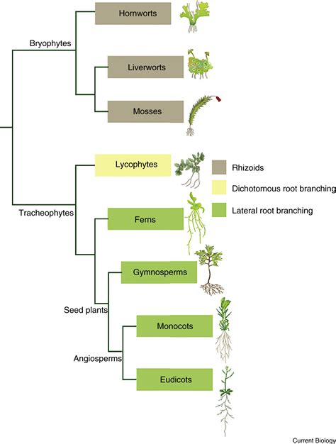 Historical Roots & Evolution: Why the Mass Is As It Is