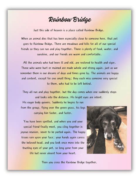 How to Embrace the Rainbow Bridge Poem: Categories for Comfort