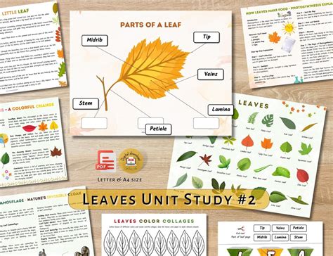 Inspiring Fall Educational & Homeschool Printables: Learning Through Leaves