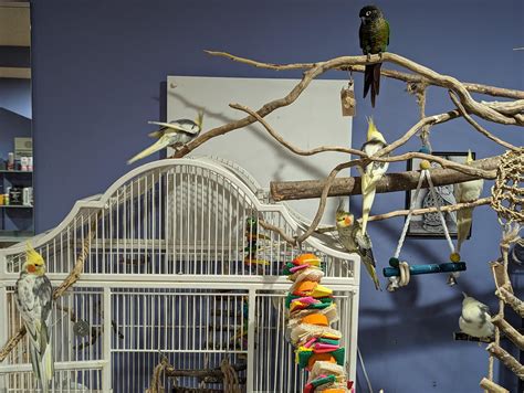 Interactive & Game-Based Printables: Fun for the Whole Flock