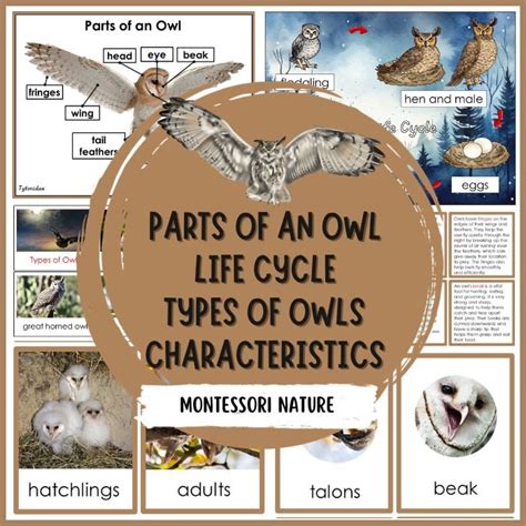 Interactive & Hands-On Printables: Cut, Paste, & Discover!