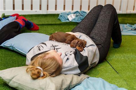 Learning with Little Pups: Educational Activities