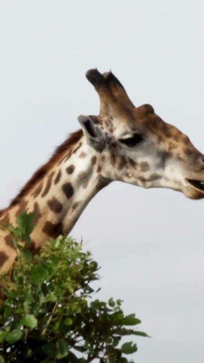 Majestic & Realistic Giraffes: A Glimpse into Nature's Beauty