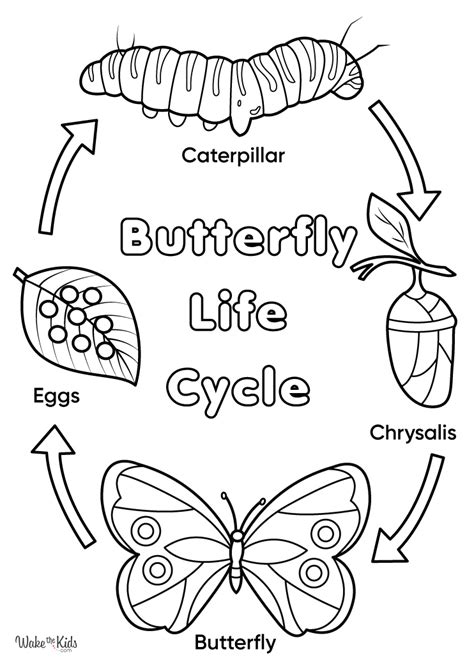 Mastering the Metamorphosis: Techniques for Bringing Your Butterfly Printable Coloring to Life