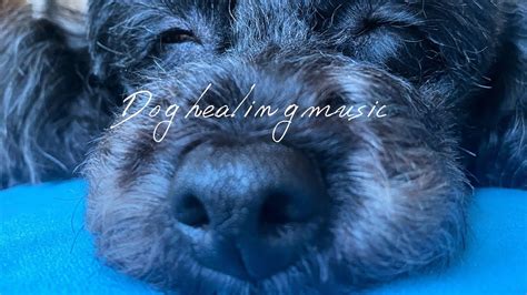 Mindful Mates & Relaxation Pups