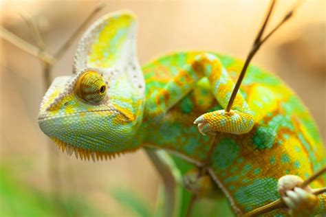 Nature & Animal Kingdom Concealments: Blending In with the Wild