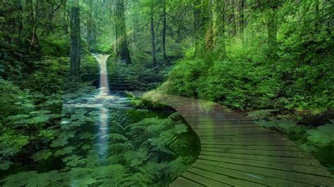 Nature's Peaceful Paths: Serene Scenes to Trace