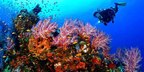 Oceanic Wonders: Under the Sea Explorations