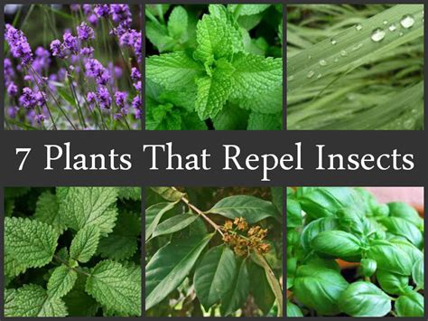 Pest Patrol: Plants That Naturally Deter Pests