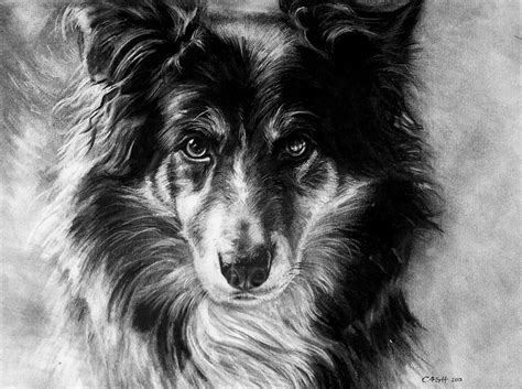 Pet & Companion Creations