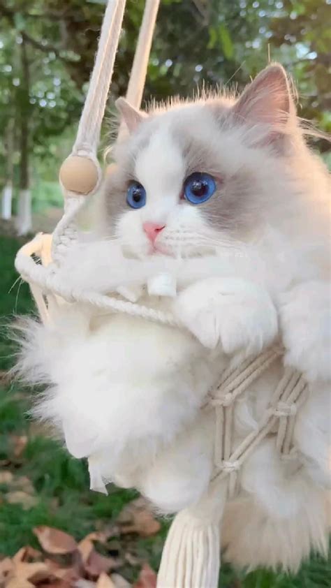 Playful Purr-fection: Action-Packed Kitten Scenes
