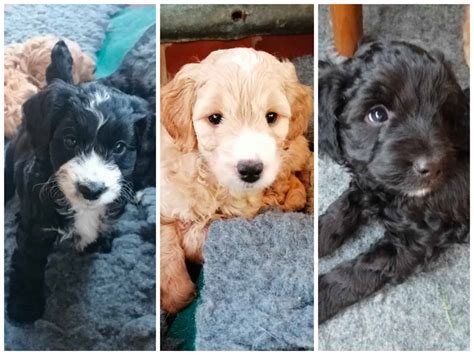 Puppy Power: Adorable Young Pups