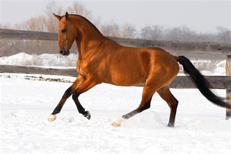 Ready to Gallop?