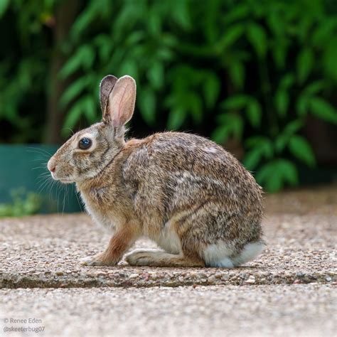Ready to Hop to It?