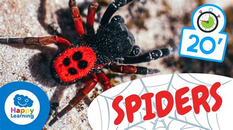 Realistic & Educational Spiders: For the Budding Arachnologist
