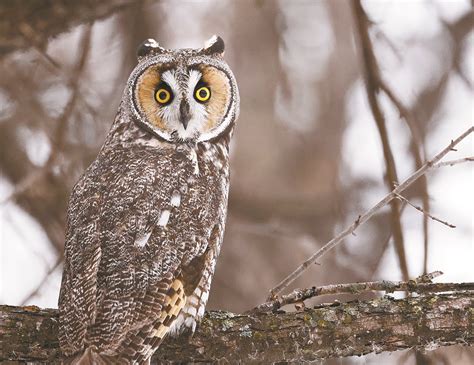 Realistic & Majestic Owls: A Nod to Nature's Beauty