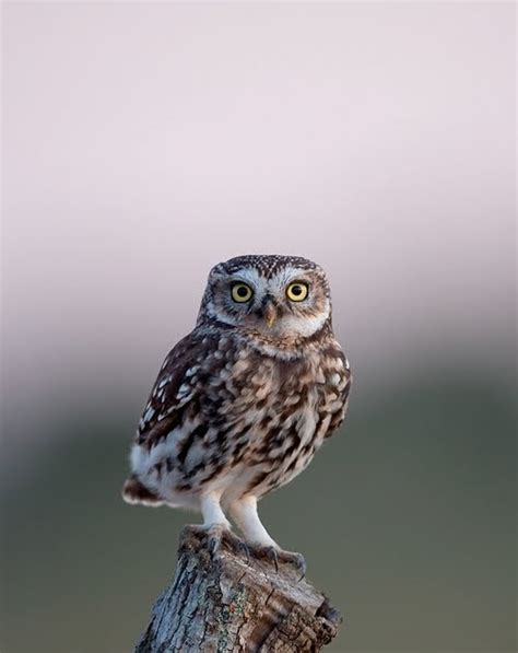 Realistic Wonders: Bringing Owls to Life on Paper