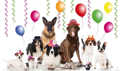 Seasonal & Celebratory Pups (Puppies for Every Occasion)