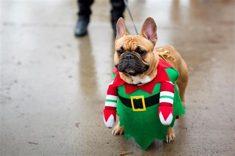 Seasonal Snuggles & Holiday Hounds