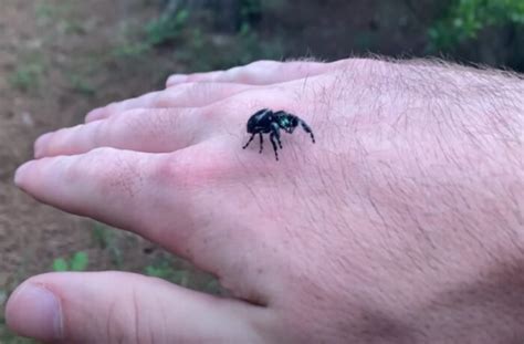 Simple & Bold Spiders: Great for Tiny Hands and Big Crayons