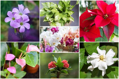 Simple & Sweet: Blooming Fun for Beginners and Kids