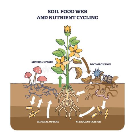 Soil Saviors: Companions for Nutrient Cycling & Health