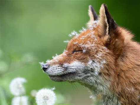 Spring Animals & Nature Scenes: Wildlife Wonders of May