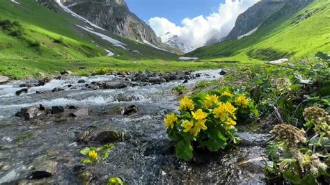 Spring Blooms & Nature's Awakening: Bringing the Outdoors In