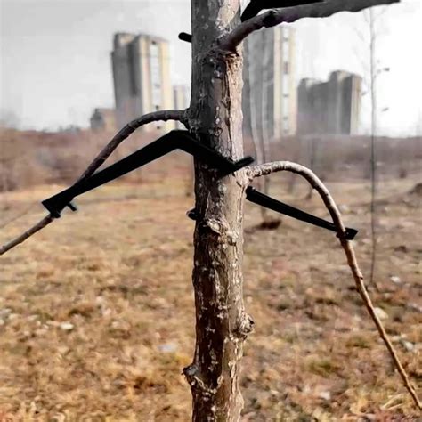 Sturdy Branches: Printables for Friends & Peer Support