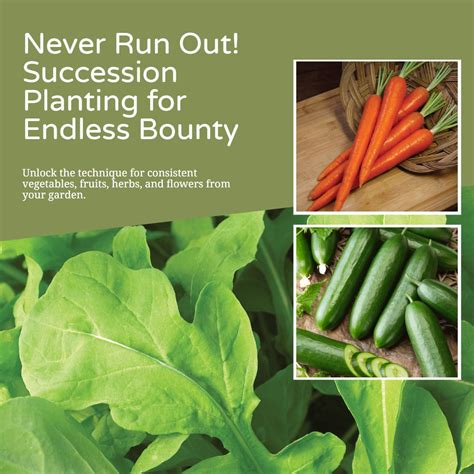 Summer's Bounty: Succession Planting & Heat-Loving Heroes