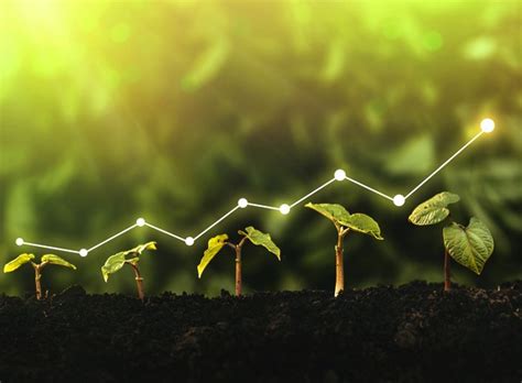 Sustaining Growth: Service & Continued Progress in AA