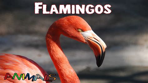 Teaching Through Color: Educational Opportunities with Flamingos