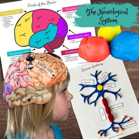 The Anatomy Ace: Educational Brain Hats