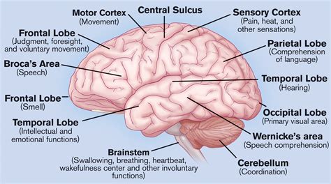 The Anatomy of a Brain Sheet: What to Include