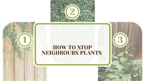 The "Bad Neighbors": Plants to Keep Apart