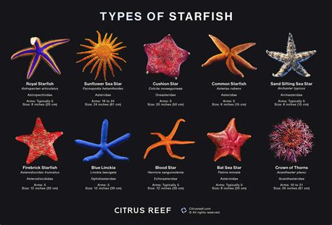 The Enchanting World of Ocean Creatures: From Sharks to Starfish