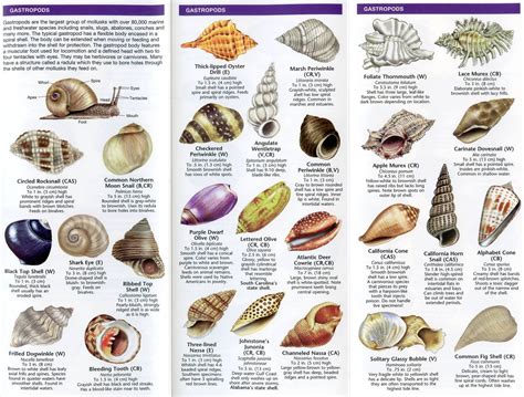 The Essential Collection: Classic Seashell Shapes You Need