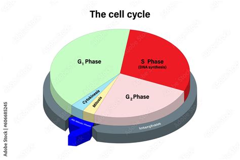 The Invisible Chains: Identifying Each Stage of the Cycle