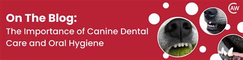 The "Why": Unpacking the Critical Importance of Canine Dental Health