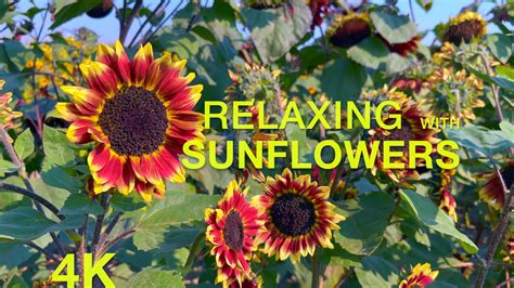 Therapeutic Blooms: Sunflowers for Stress Relief
